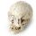 Human Skull Dig-A-Saurs Dig it Out Kit