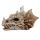 Shadows of Darkness Dragon Skull Ornament Small