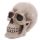 Life Size Realistic Skull Money Box