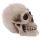 Life Size Realistic Skull Money Box