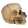 Skulls and Roses Skull with Purple Roses