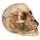 Skull with Rose in Teeth