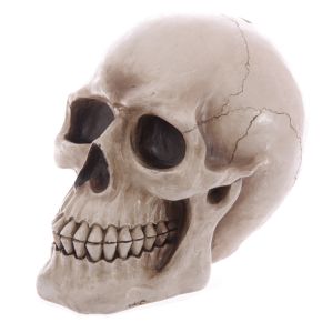 Life Size Realistic Skull Money Box Life Size Realistic Skull Money Box